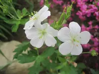 Geranium maculatum album 1.webp