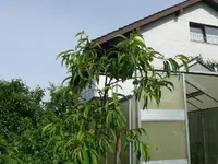 k-P1090366.webp
