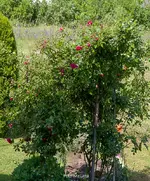 IMG_8663.webp