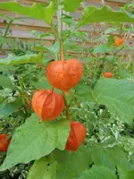 CIMG6967.webp