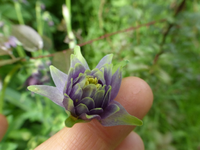 P1370637.webp