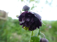 P1370246.webp