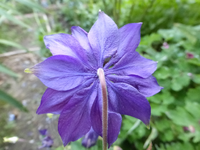 P1380518.webp