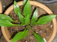 clausa var_1024x768.webp