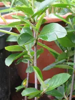 bin_720x960.webp