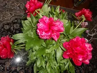 DSCN2426.webp