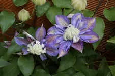 _DSC8259.webp