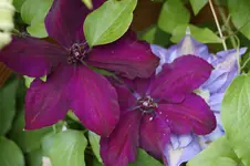 _DSC8261.webp