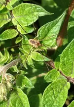 Spinne.webp
