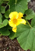 Hokkaidoblüte.webp