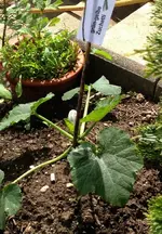Zuchetti grün-gelbe.webp