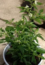 Bonsai Chili.webp