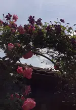 Harlekin-Clematis.webp