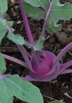 Kohlrabi.jpg