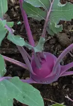 Kohlrabi.webp