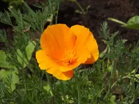 20150601 002.webp