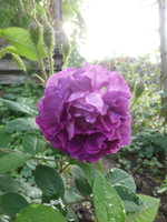 P1410754.webp