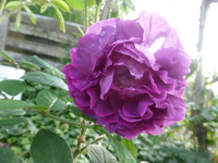 P1410755.webp