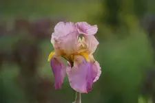 DSC01815.webp