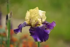 Jurassik Park.webp