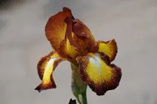 Santana.webp