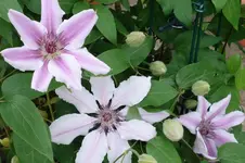 clmtsNellyMoser (2).webp