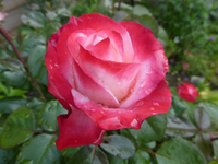 P1410642.webp