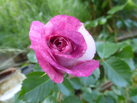 P1410669.webp