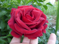 P1410698.webp