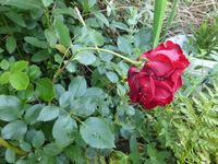 P1410699.webp