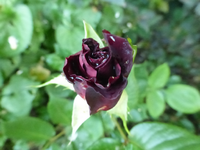 P1410750.webp