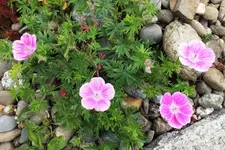 DSCF1184 (2).webp