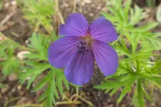 Ger collinum Hybr nimbus.webp