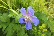 ger johnsons`s blue.webp