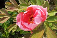 DSCF1192 (2).webp