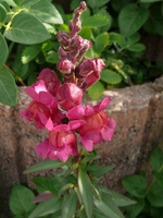 k-P1090358.webp