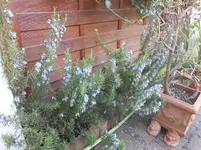 DSCN2297.webp