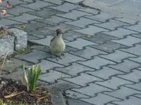 DSCF9320.webp