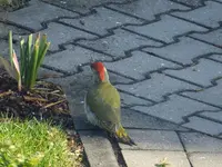 DSCF9329.webp