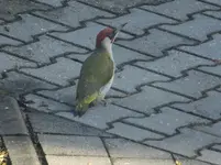DSCF9330.webp