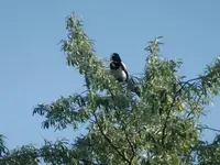 DSCF9336.webp