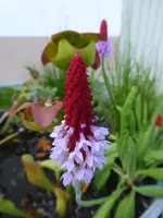 P1410674.webp