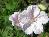 DSCN8837.jpg