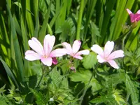 DSCN8840.webp