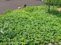 k-P1090380.webp
