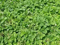 k-P1090381.webp