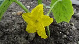 DSCF2075.webp