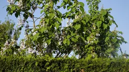DSCF2311.webp