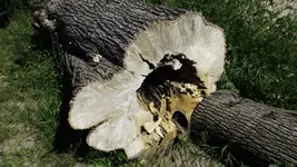 DSCF1914.webp