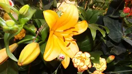 DSCF1925.webp